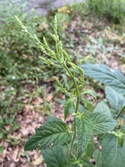 Verbena urticifolia
