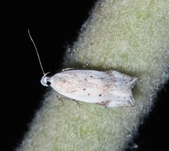 Coleotechnites invictella