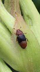 Caplothorax melanopterus