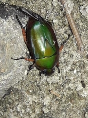 Rutelini