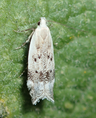 Coleotechnites invictella