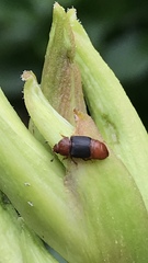 Caplothorax melanopterus