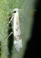 Coleotechnites invictella