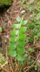 Polystichum lepidocaulon