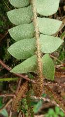 Polystichum lepidocaulon