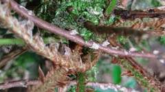 Polystichum lepidocaulon