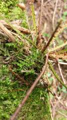 Polystichum lepidocaulon