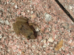 Eleutherodactylus antillensis