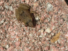 Eleutherodactylus antillensis