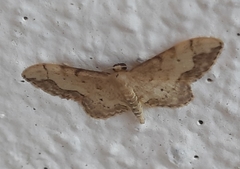 Idaea efflorata