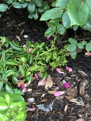 Rose rosette emaravirus