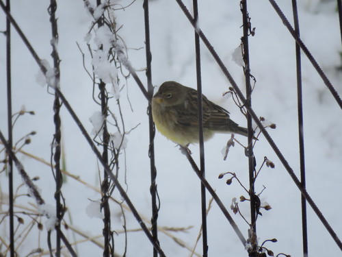Grassland Yellow Finch (Sicalis luteola), photo 6