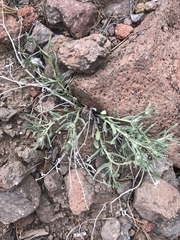 Lithospermum incisum