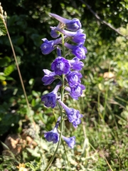 Delphinium fissum