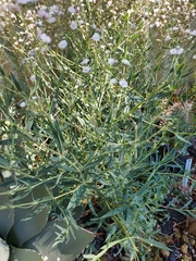 Gypsophila paniculata