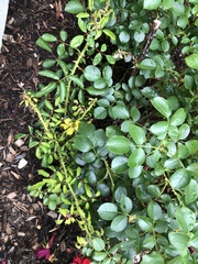 Rose rosette emaravirus