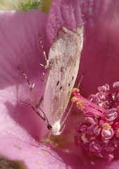 Coleotechnites invictella