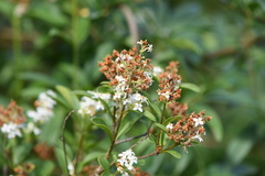 Ligustrum vulgare