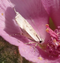 Coleotechnites invictella