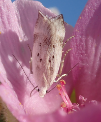 Coleotechnites invictella