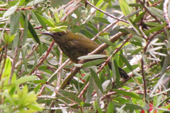 Kurochkinegramma hypogrammicum