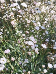 Gypsophila paniculata