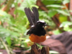 Copsychus stricklandii stricklandii