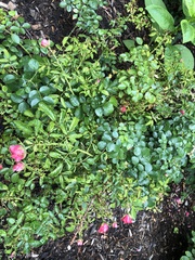 Rose rosette emaravirus