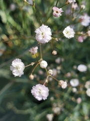 Gypsophila paniculata