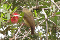 Arachnothera chrysogenys