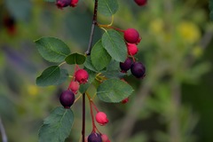 Amelanchier cusickii
