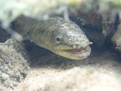 Anguilla marmorata
