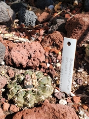 Gymnocalycium bruchii
