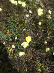 Platystemon californicus