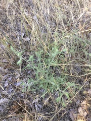 Cordylanthus pilosus trifidus