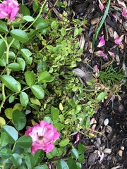 Rose rosette emaravirus