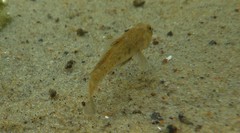 Pomatoschistus microps