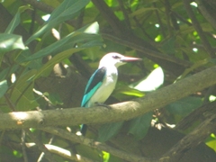 Halcyon senegalensis
