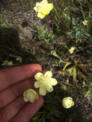 Platystemon californicus