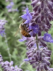 Apis mellifera