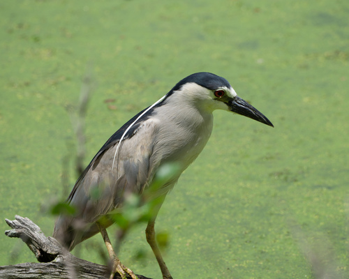 Black-crowned Night Heron photographed in Pennsylvania