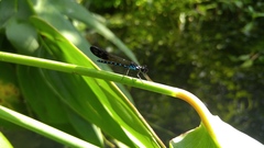 Heliocypha perforata