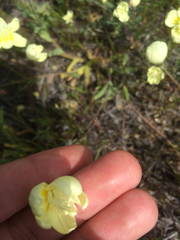 Platystemon californicus