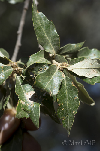 Quercus flocculenta
