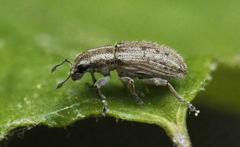 Spotted Pea Weevil