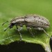 Spotted Pea Weevil - Photo no rights reserved, uploaded by Иван Пристрем