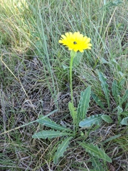 Leontodon biscutellifolius