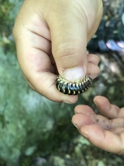 Rudiloria