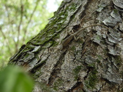 Anolis ustus
