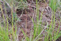 Sus scrofa domesticus